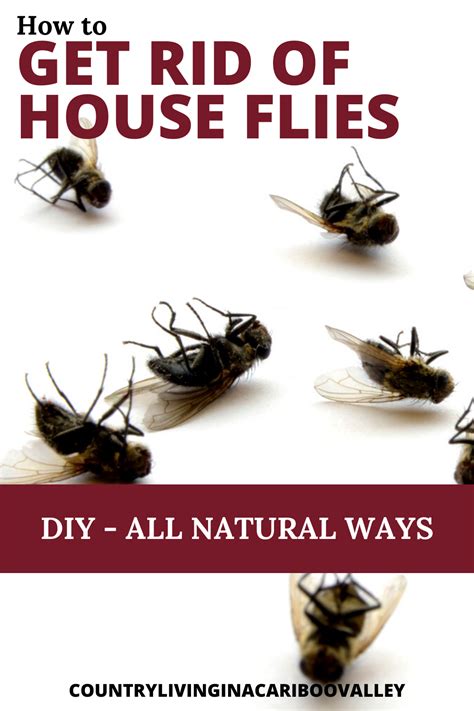 how to kills flies in a home